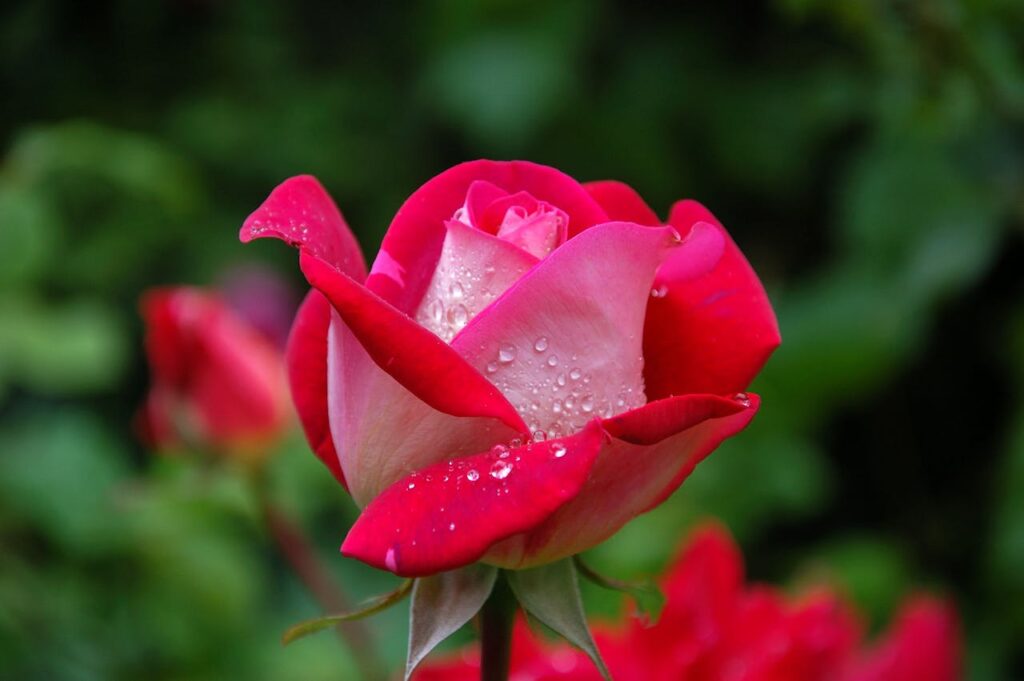 garden-rose-red-pink-56866-56866.jpg